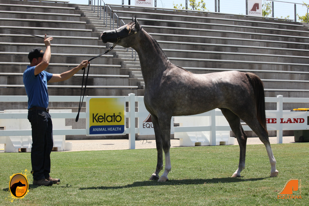 2013 Arabian Showcase @ Equitana Australia 