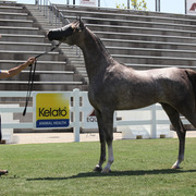 2013 Arabian Showcase @ Equitana Australia 