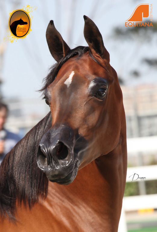 2013 Arabian Showcase @ Equitana Australia 