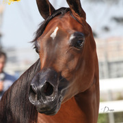 2013 Arabian Showcase @ Equitana Australia 