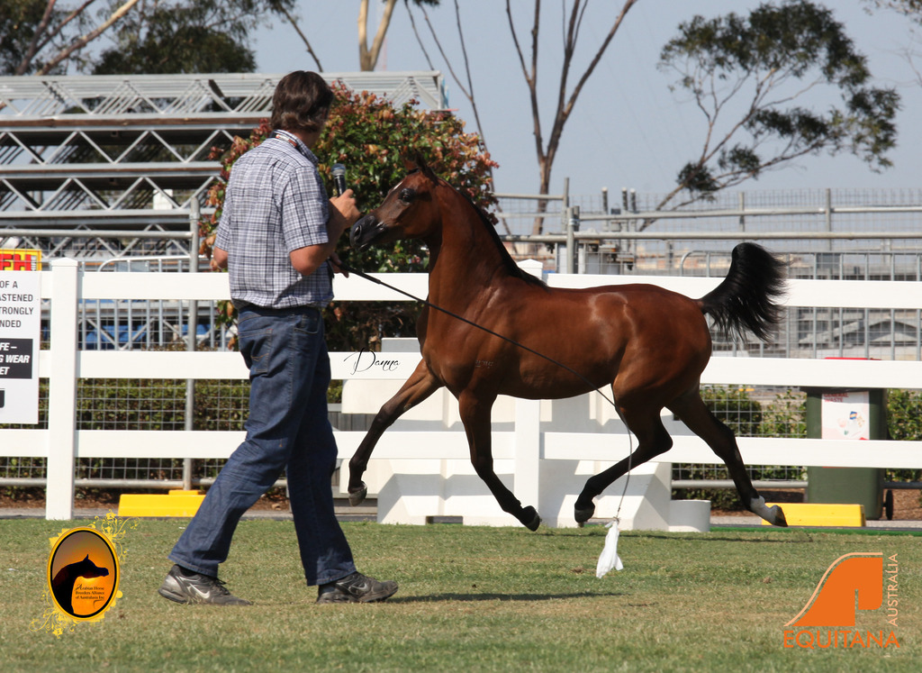 2013 Arabian Showcase @ Equitana Australia 