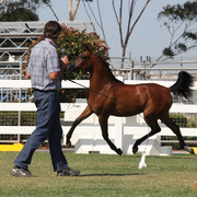 2013 Arabian Showcase @ Equitana Australia 