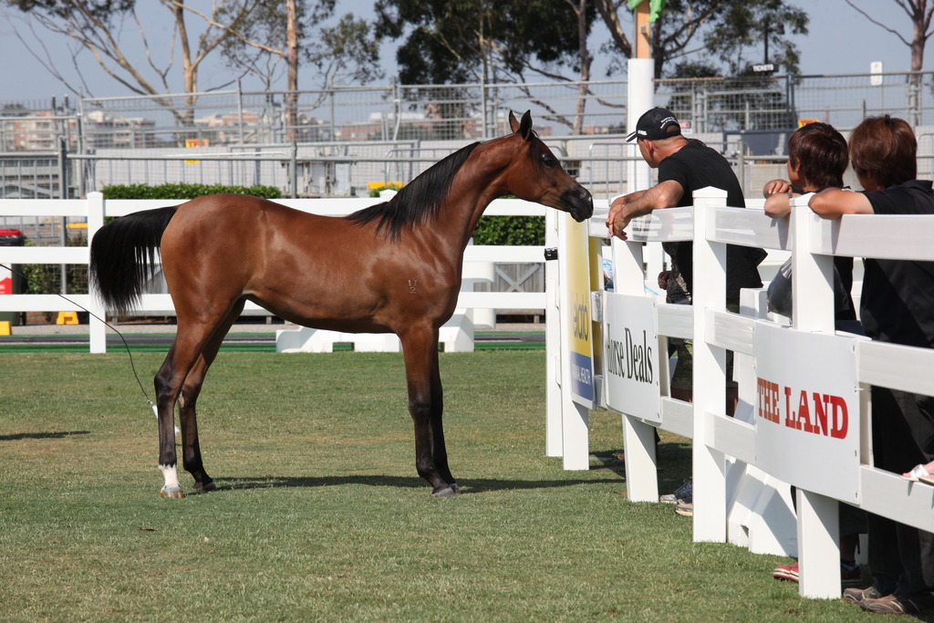 2013 Arabian Showcase @ Equitana Australia 