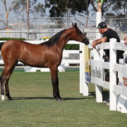 2013 Arabian Showcase @ Equitana Australia 