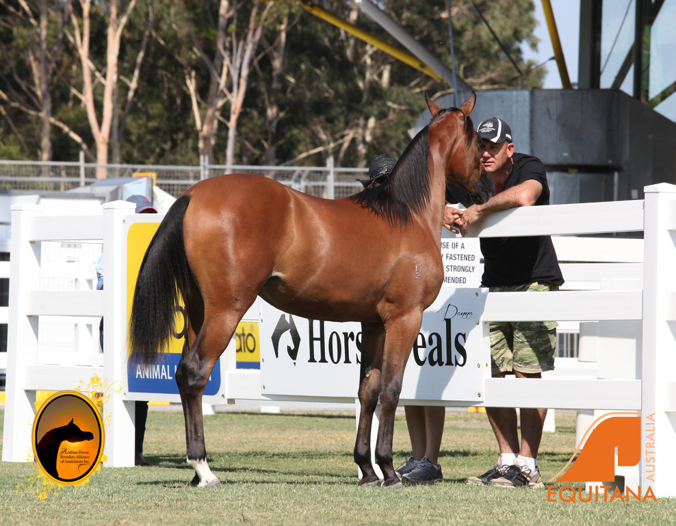 2013 Arabian Showcase @ Equitana Australia 
