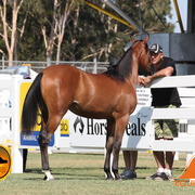 2013 Arabian Showcase @ Equitana Australia 