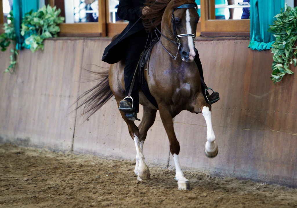 2013 Brazilian Nationals
