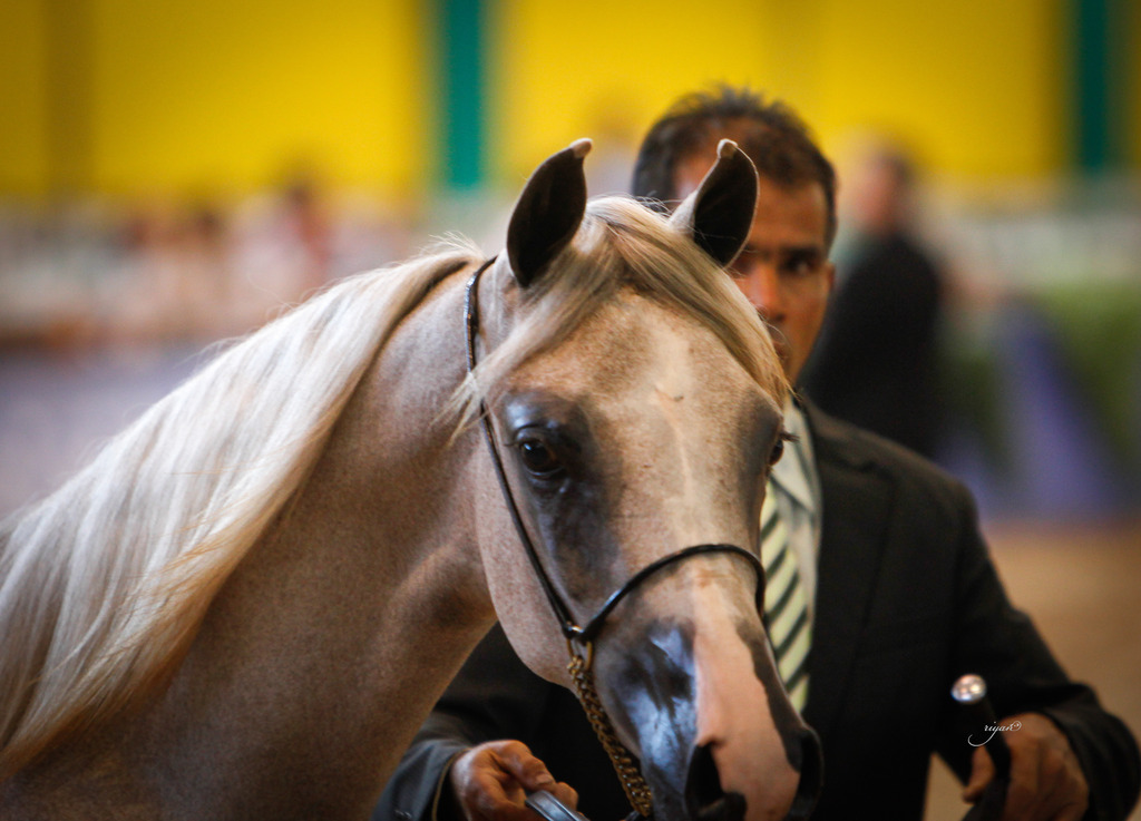 2013 Brazilian Nationals