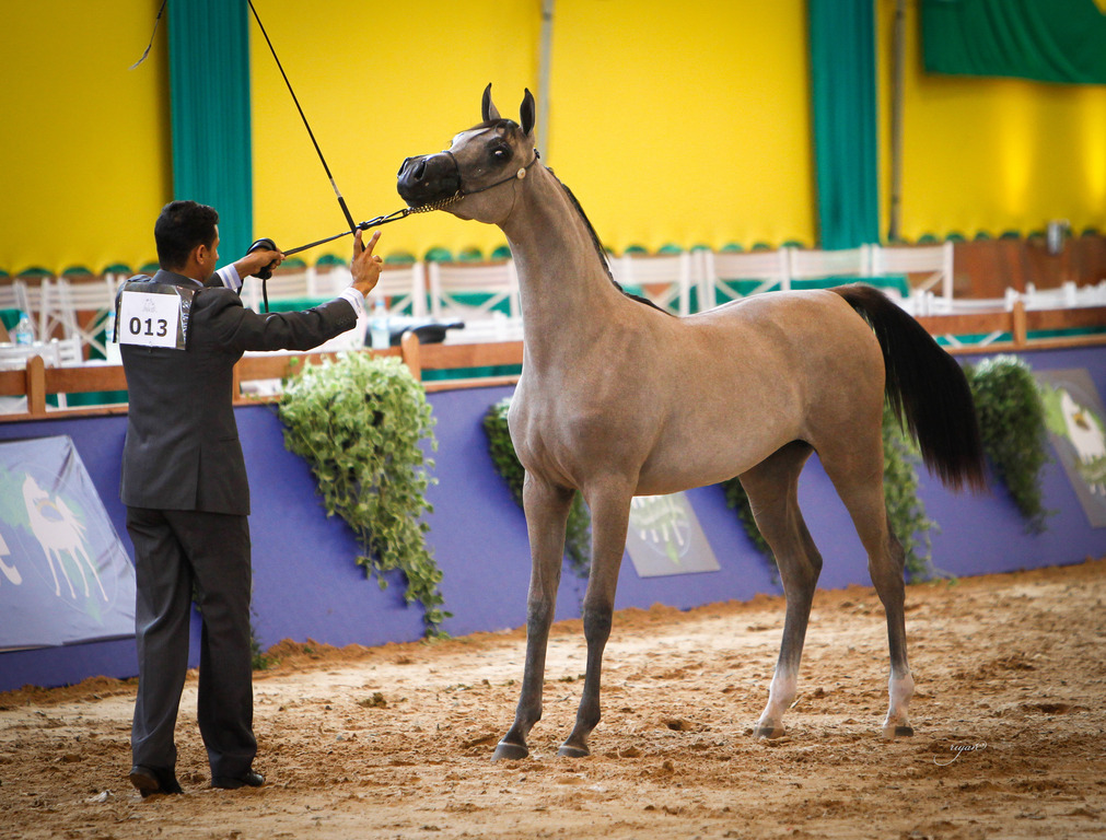 2013 Brazilian Nationals