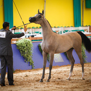 2013 Brazilian Nationals