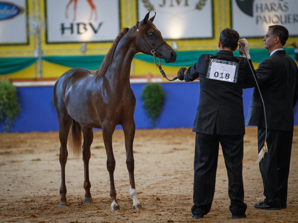 2013 Brazilian Nationals