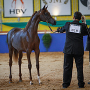 2013 Brazilian Nationals