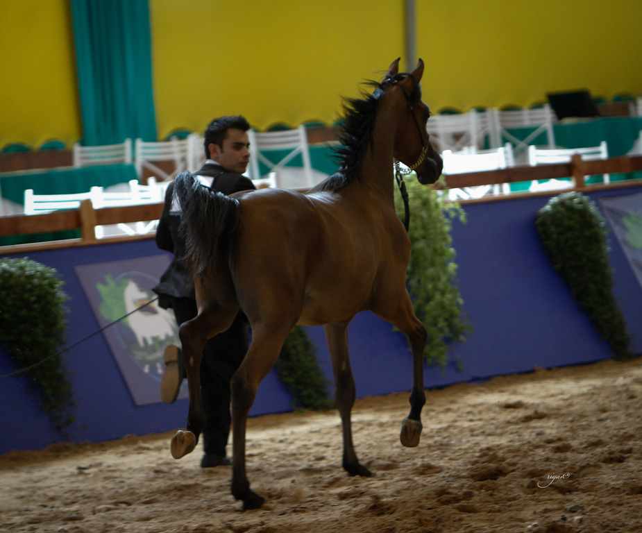 2013 Brazilian Nationals