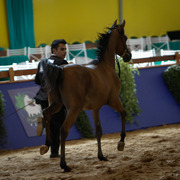 2013 Brazilian Nationals