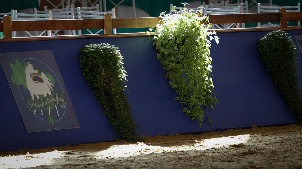 2013 Brazilian Nationals