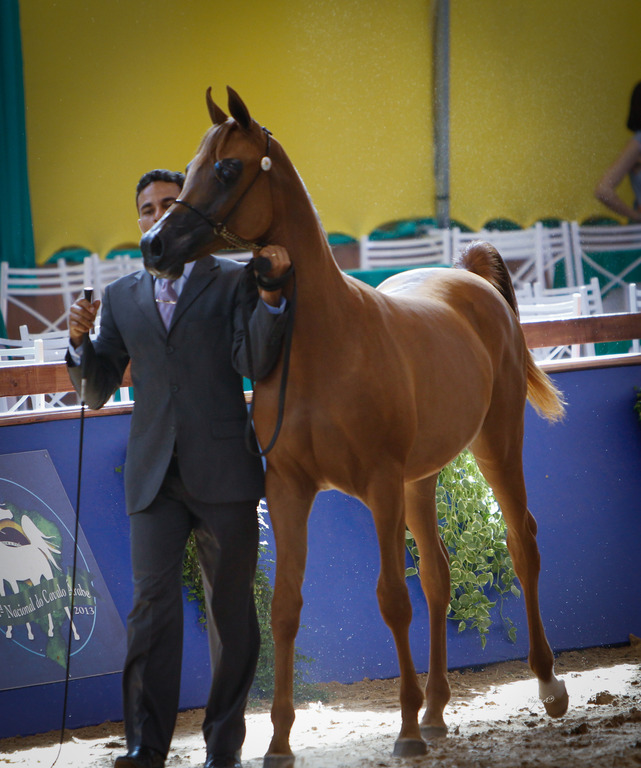 2013 Brazilian Nationals
