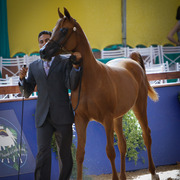 2013 Brazilian Nationals