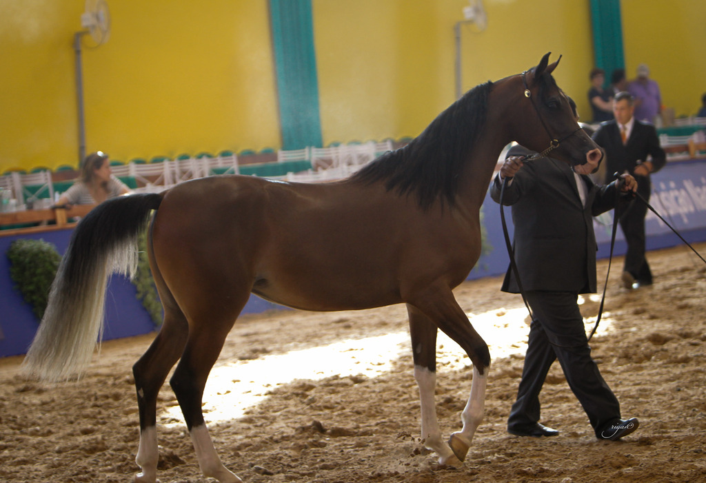 2013 Brazilian Nationals