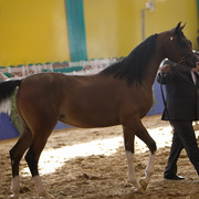 2013 Brazilian Nationals