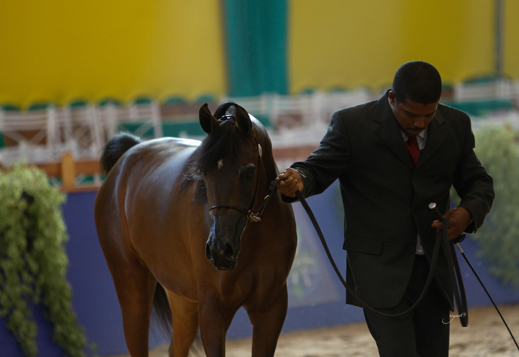 2013 Brazilian Nationals
