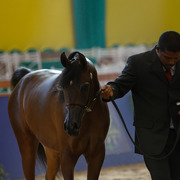 2013 Brazilian Nationals