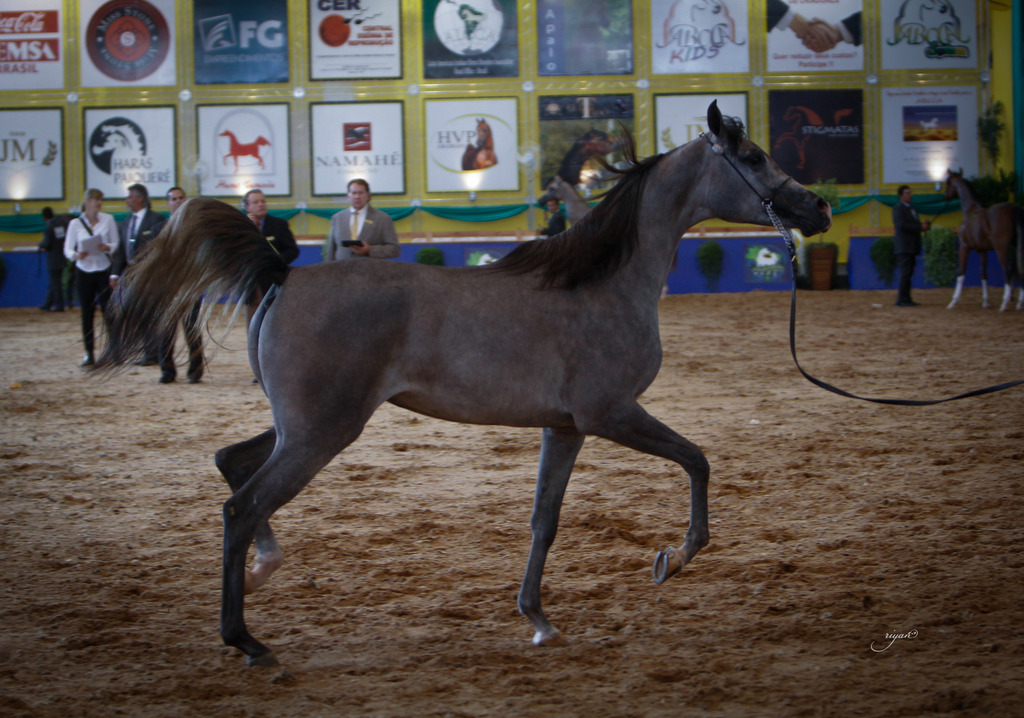 2013 Brazilian Nationals