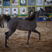 2013 Brazilian Nationals