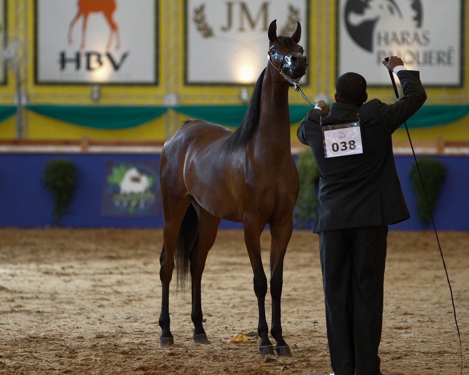 2013 Brazilian Nationals