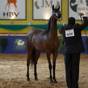 2013 Brazilian Nationals