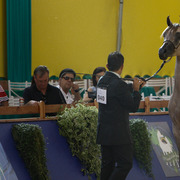 2013 Brazilian Nationals