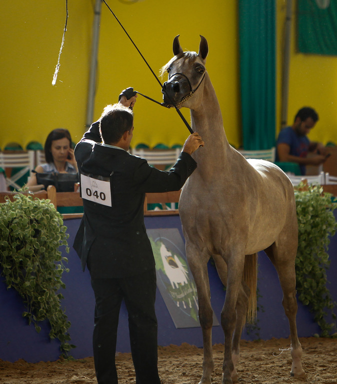 2013 Brazilian Nationals