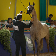 2013 Brazilian Nationals