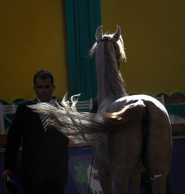 2013 Brazilian Nationals