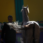 2013 Brazilian Nationals