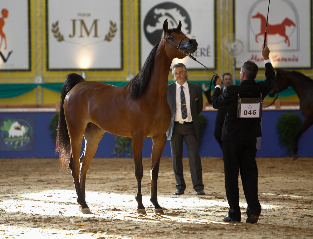 2013 Brazilian Nationals