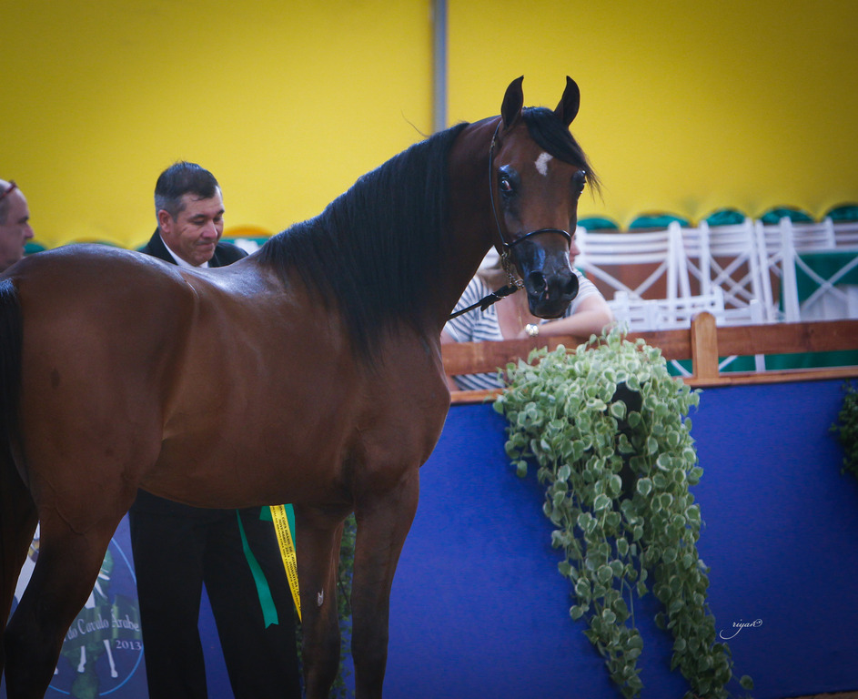 2013 Brazilian Nationals