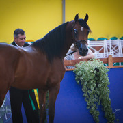 2013 Brazilian Nationals