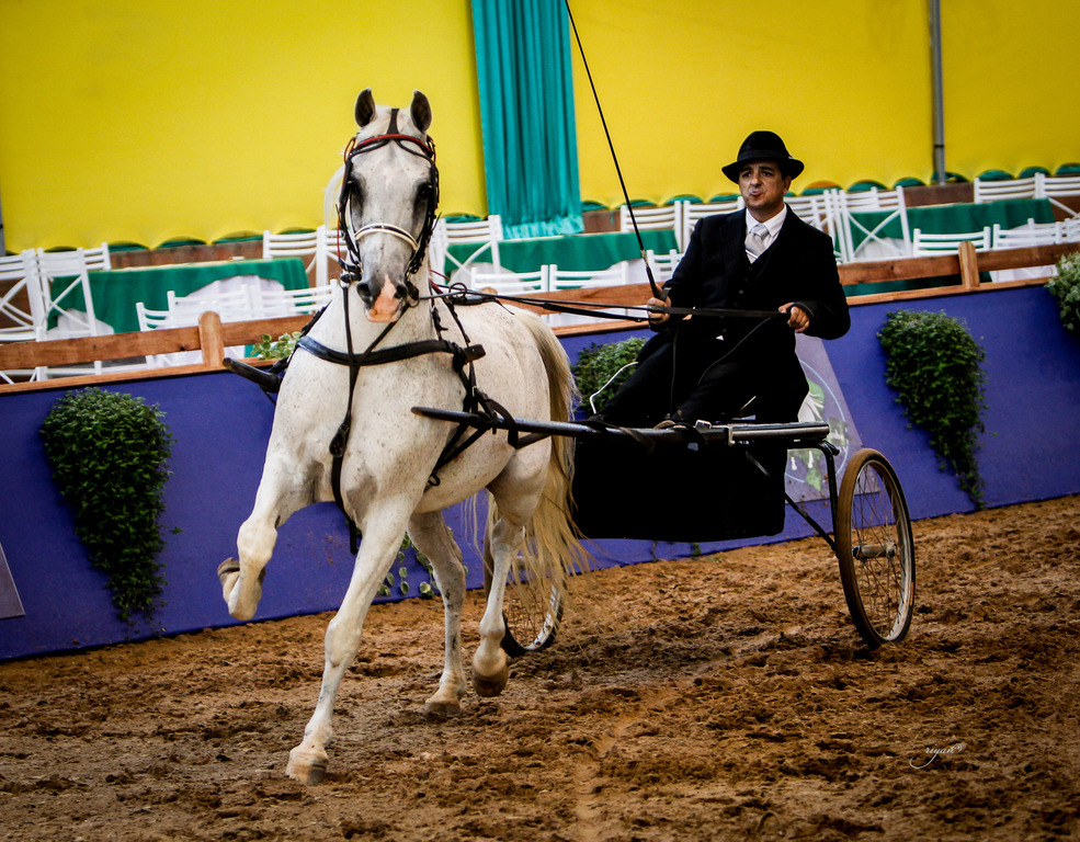 2013 Brazilian Nationals