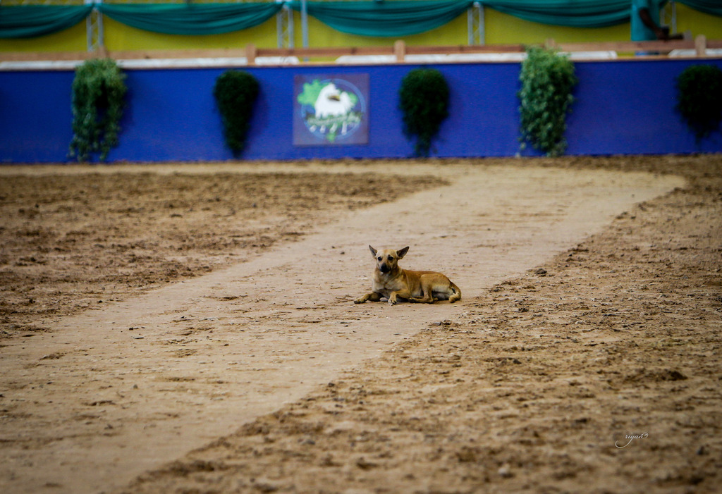 2013 Brazilian Nationals