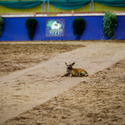 2013 Brazilian Nationals