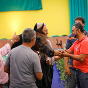 2013 Brazilian Nationals