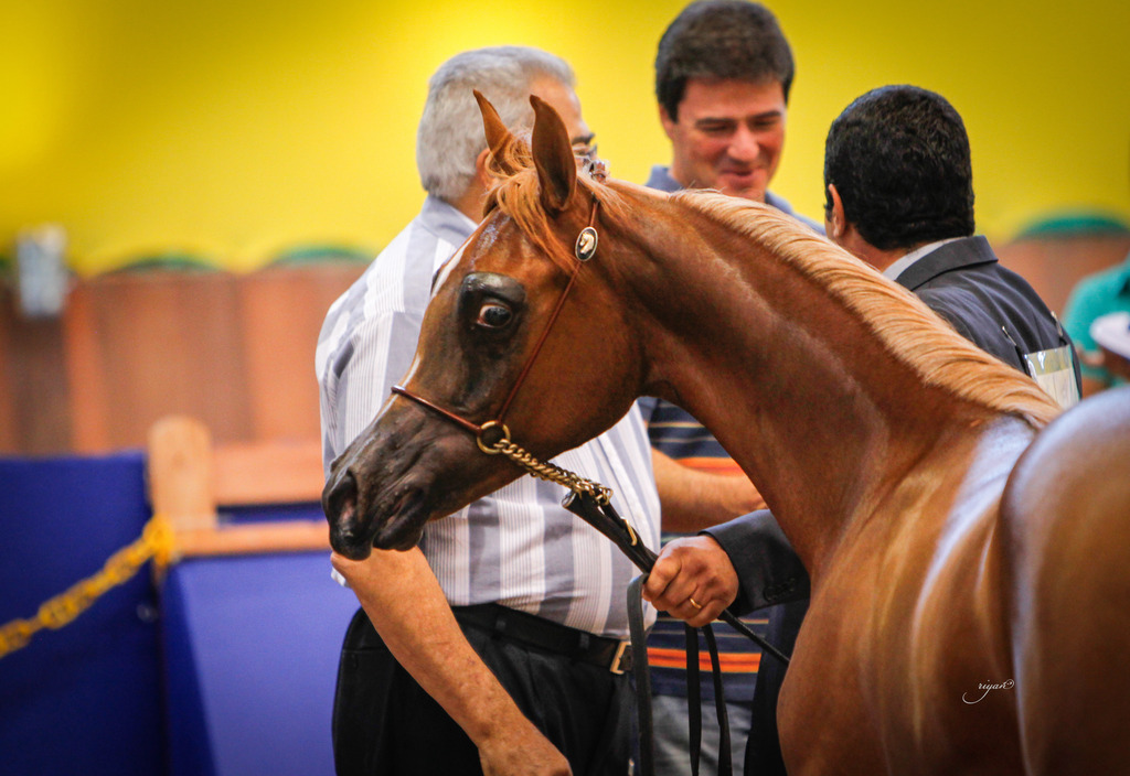 2013 Brazilian Nationals