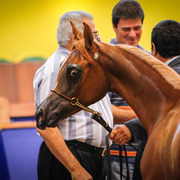2013 Brazilian Nationals