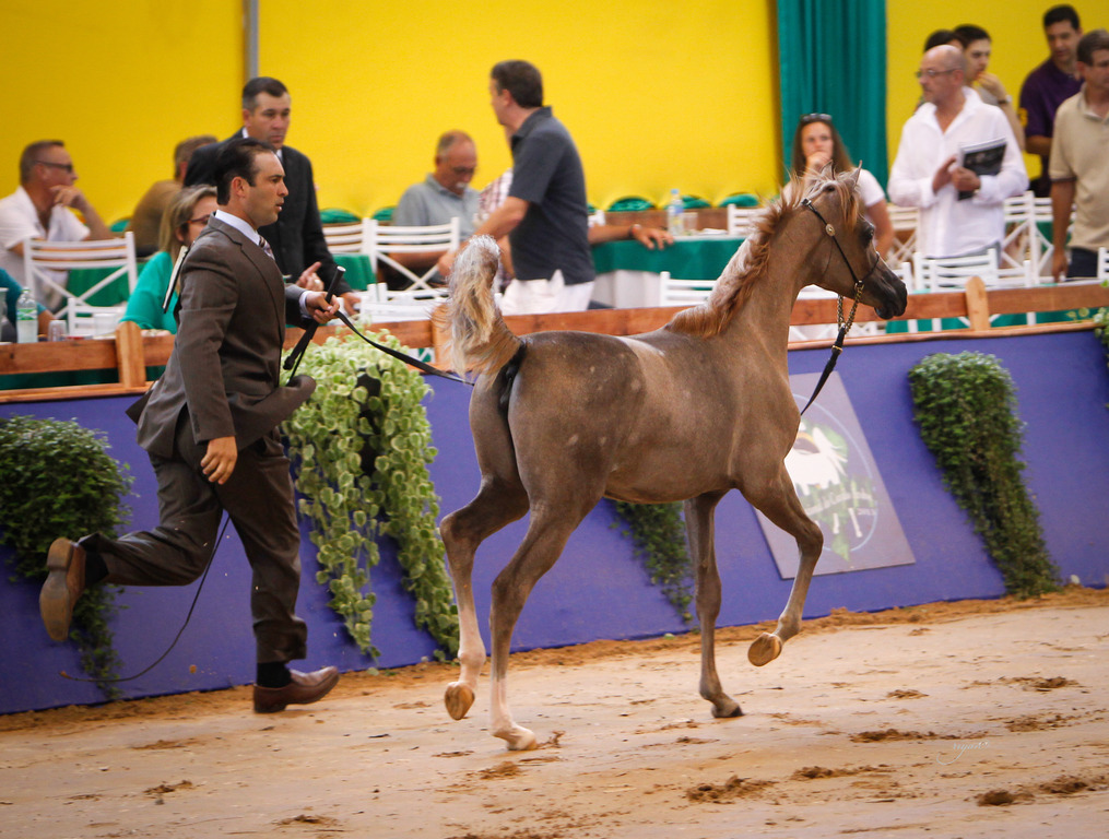 2013 Brazilian Nationals