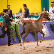 2013 Brazilian Nationals