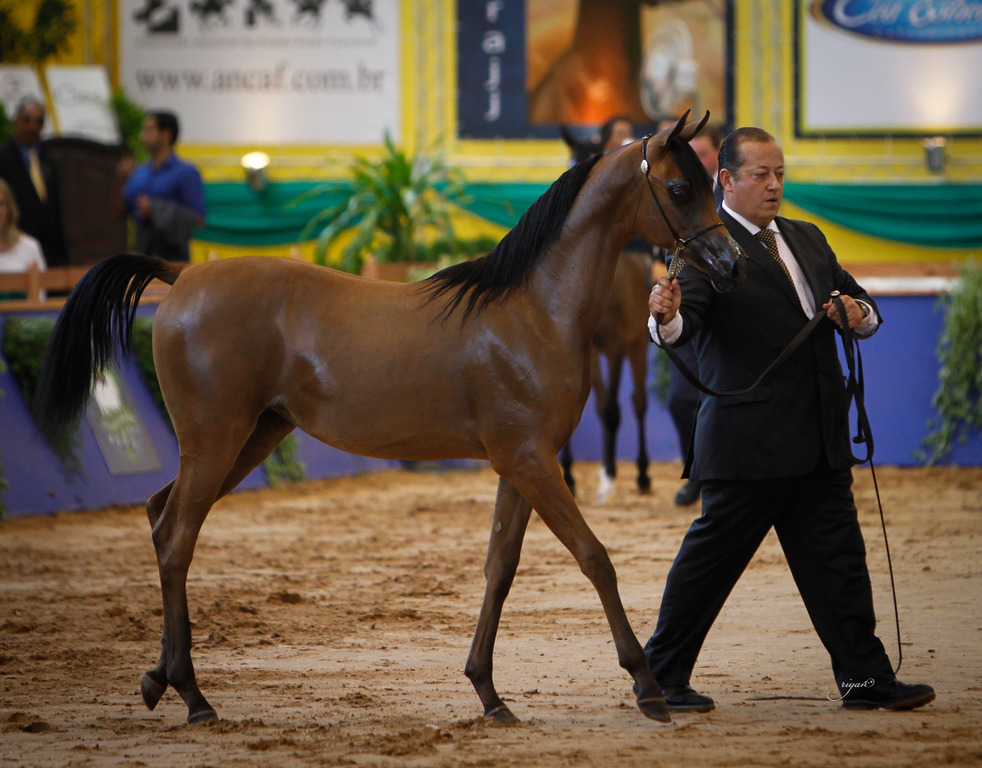2013 Brazilian Nationals