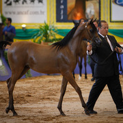 2013 Brazilian Nationals