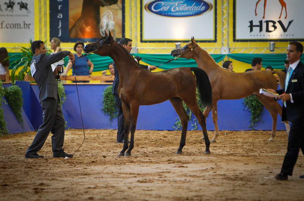 2013 Brazilian Nationals
