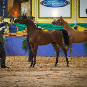 2013 Brazilian Nationals