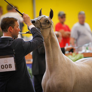 2013 Brazilian Nationals